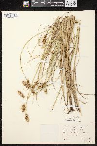 Carex cristatella image