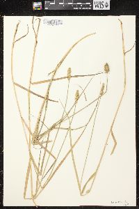 Carex cristatella image