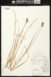 Carex cristatella image