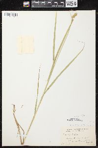 Carex cristatella image