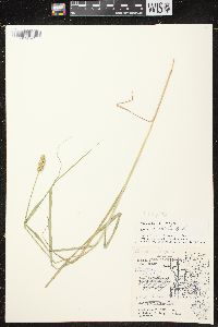 Carex cristatella image