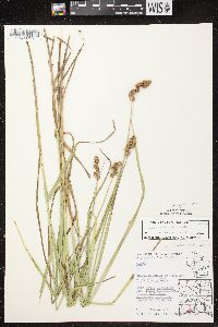 Carex cristatella image