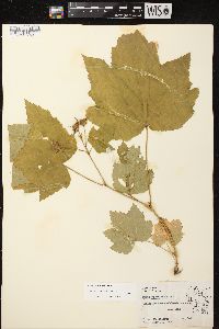 Rubus parviflorus image