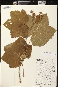 Rubus parviflorus image