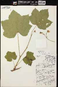 Rubus parviflorus image