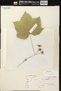 Rubus parviflorus image