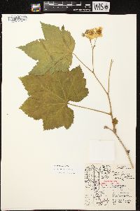 Rubus parviflorus image