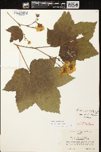 Rubus parviflorus image