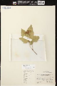 Rubus parviflorus image