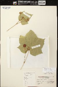 Rubus parviflorus image