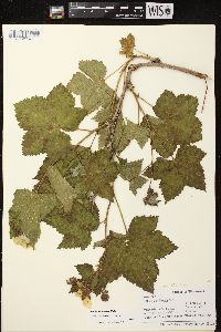 Rubus parviflorus image