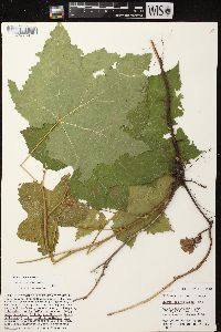 Rubus parviflorus image