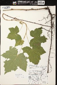 Rubus parviflorus image