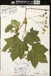 Rubus parviflorus image