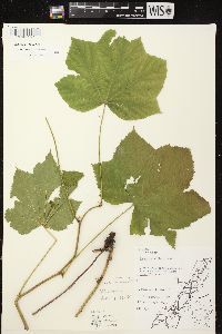 Rubus parviflorus image