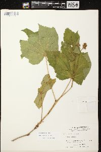 Rubus parviflorus image