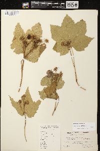 Rubus parviflorus image