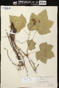 Rubus parviflorus image