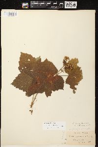 Rubus parviflorus image