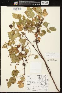 Rubus plicatifolius image