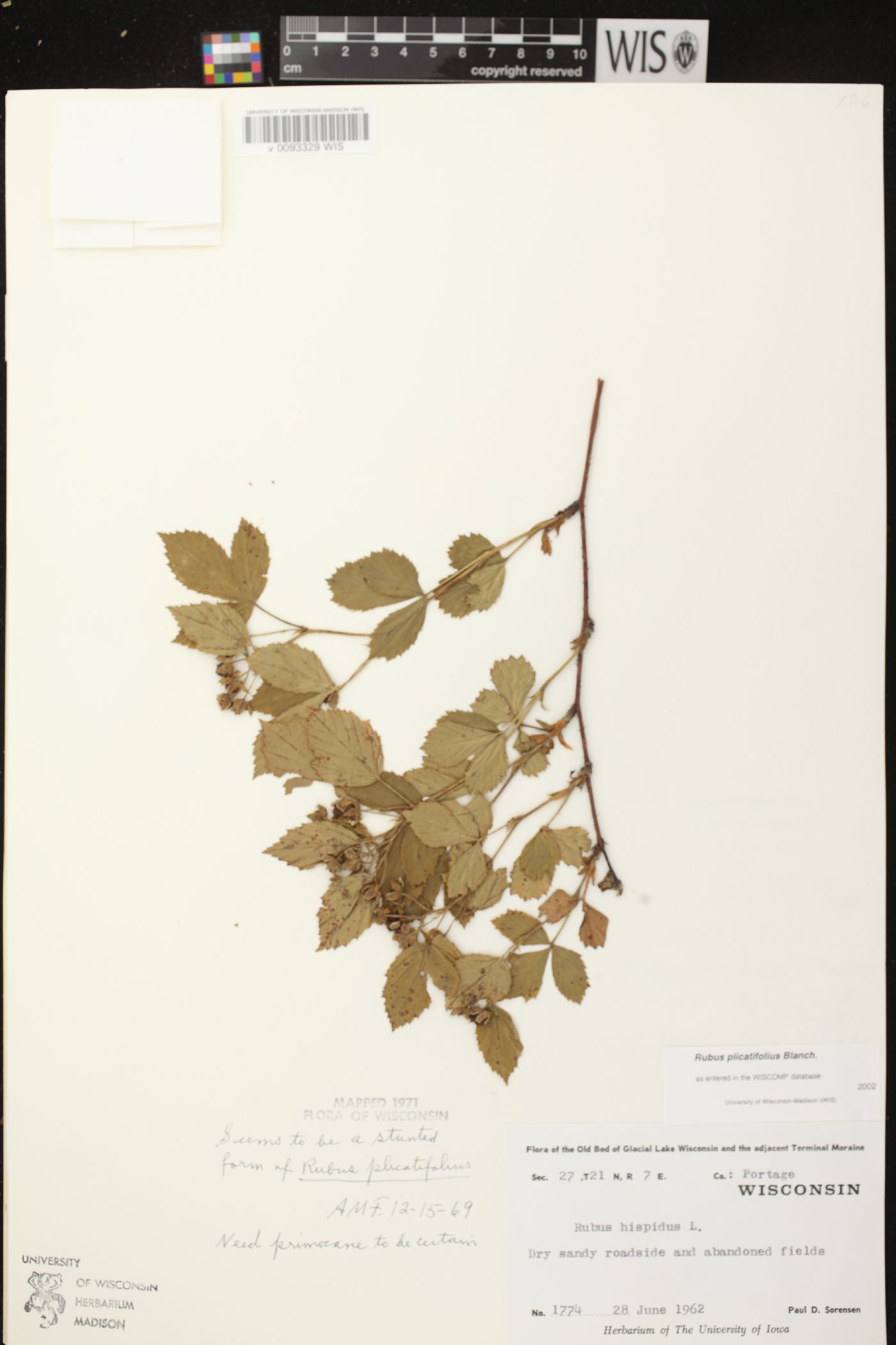 Rubus plicatifolius image