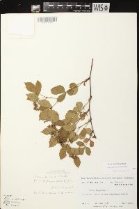 Rubus plicatifolius image