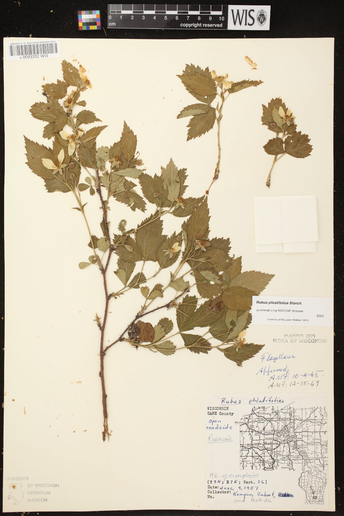 Rubus plicatifolius image