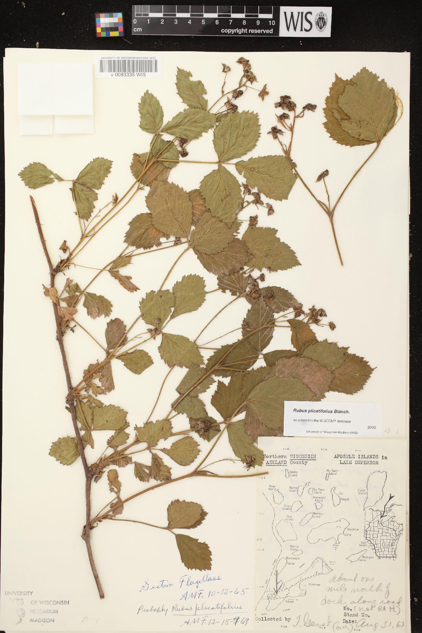 Rubus plicatifolius image