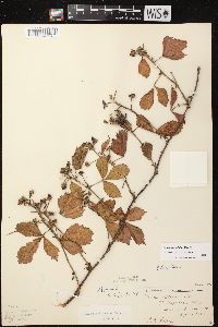 Rubus plicatifolius image