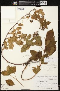 Rubus plicatifolius image