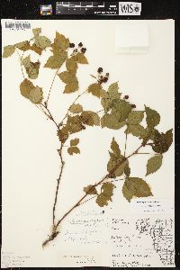 Rubus plicatifolius image