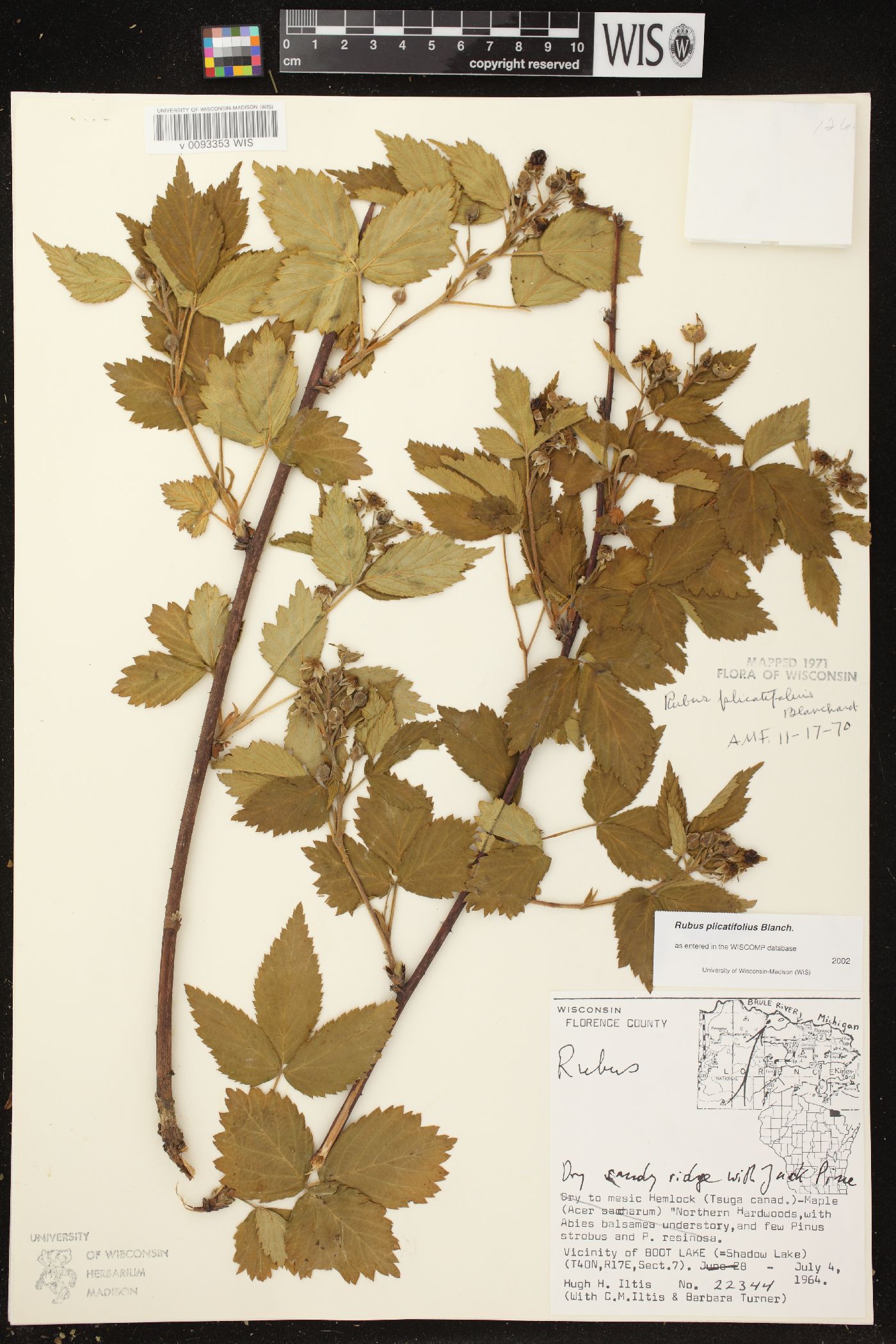 Rubus plicatifolius image