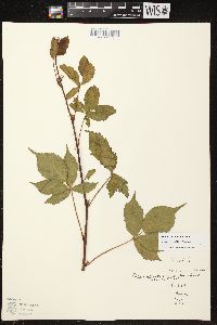 Rubus plicatifolius image