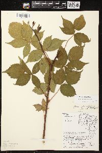 Rubus plicatifolius image