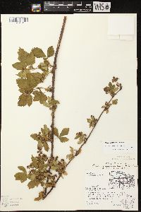 Rubus plicatifolius image