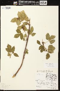 Rubus plicatifolius image