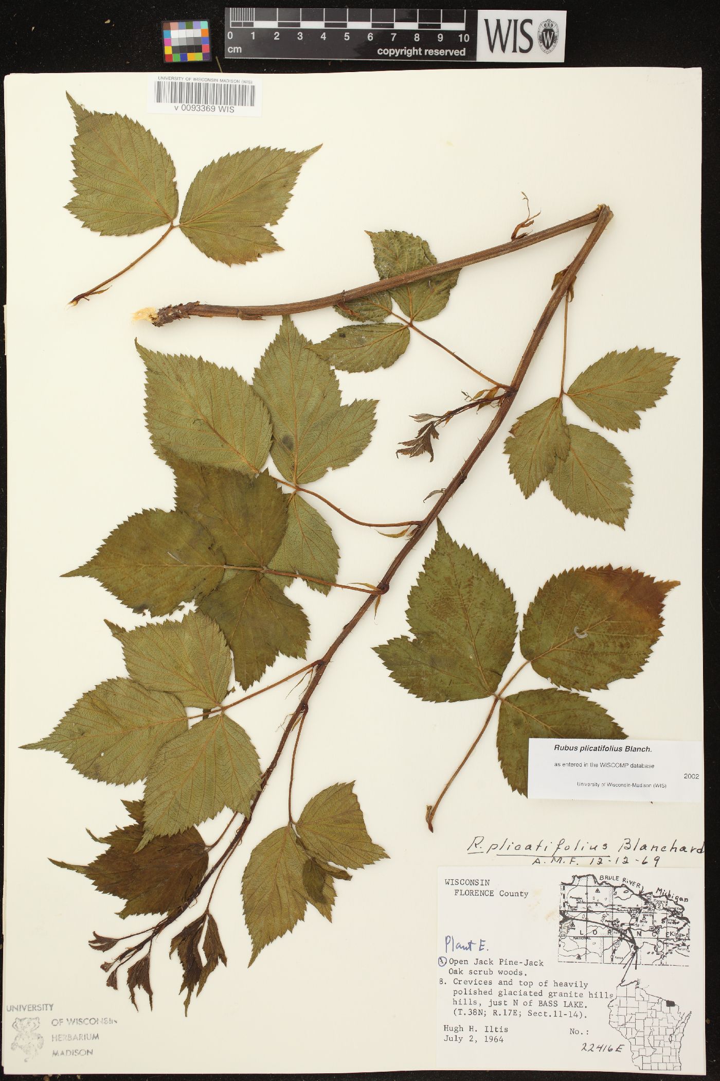 Rubus plicatifolius image