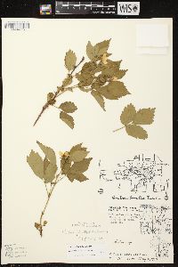 Rubus plicatifolius image