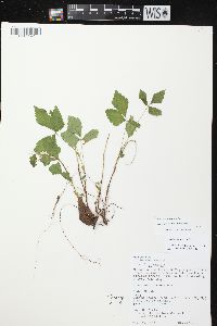 Rubus pubescens image