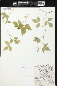 Rubus pubescens image