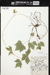 Rubus pubescens image