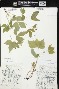 Rubus pubescens image