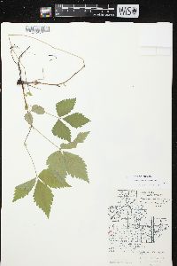 Rubus pubescens image