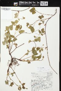 Rubus pubescens image