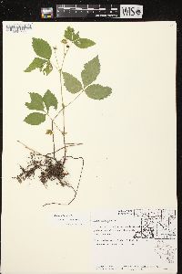 Rubus pubescens image