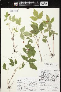 Rubus pubescens image