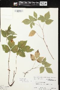 Rubus pubescens image