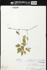 Rubus pubescens image