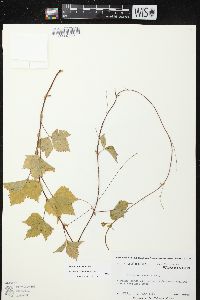 Rubus pubescens image