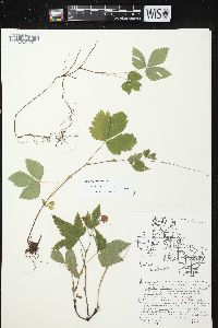 Rubus pubescens image